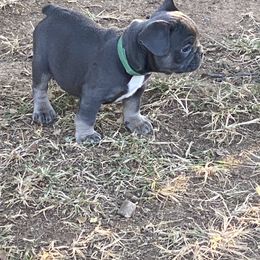 French Bulldog Puppies from B & M Southern Frenchies