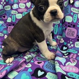 Chloe - Brindle and white female Boston Terrier puppy in Fillmore, Illinois from Wind Hill Puppies