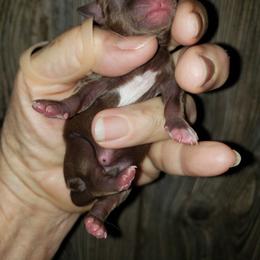Teeny Taffy - Chocolate and white female Chihuahua puppy in Nc, Florida from Brusseluv2