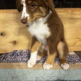 Miniature Australian Shepherd Puppies from Magnolia Aussies