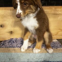 Miniature Australian Shepherd Puppies from Magnolia Aussies