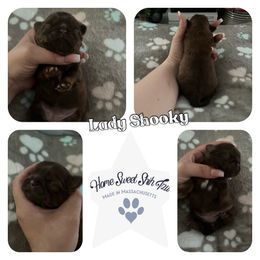 Shih Tzu Puppies from Home Sweet Shih Tzu