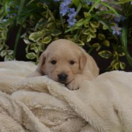 Betty (Aqua collar) - Golden female Golden Retriever puppy in Webster City, Iowa from Whispering Pines Precious Puppies