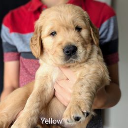 Yellow Collar - Golden male Golden Retriever puppy in Troy, Texas from R&R Goldens