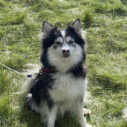 Angel - Pomsky