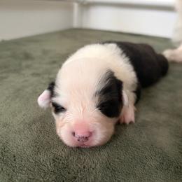 6 - Black and tan female Pembroke Welsh Corgi puppy in Boyd, Texas from Barker's Corgis