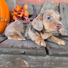 Spider-Man - Dapple male Dachshund puppy in Afton, Oklahoma from C5 Doodles