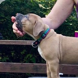 American Bullies from Triple Heart Bullies