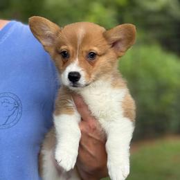 Red 1000 - Red male Pembroke Welsh Corgi puppy in Nashville, Arkansas from Whisenhunt Farms