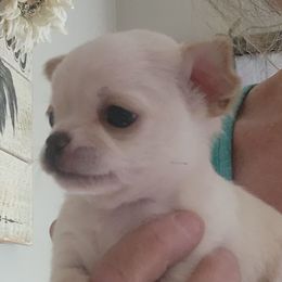 Jr - Gold male Chihuahua puppy in Tremonten, Utah from Qu-Te's Chihuahuas