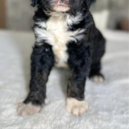 Jefferson - Black and white male Bernedoodle puppy in Osage City, Kansas from Golden Ridge Goldens