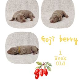 Goji Berry - Silver gray female Weimaraner puppy in Ferrum, Virginia from LAAT Weims