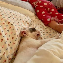 French Bulldog and Rottweiler Puppies from Starkhaus Rottweilers