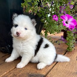 Zoey - Black and white female Pomsky puppy in Mc Minnville, Oregon from West Coast Pomskies