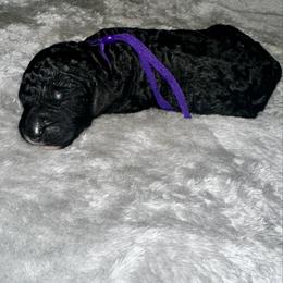 Purple collar - Black female Goldendoodle puppy in Sanderson, Florida from Serenity Goldendoodles