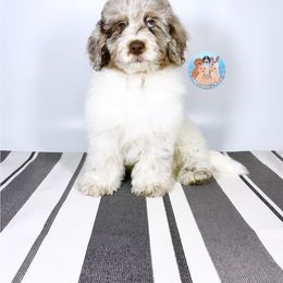Luffy - Aussiedoodle