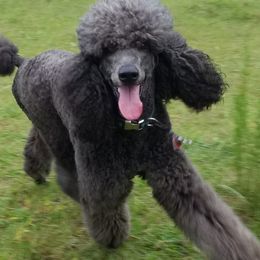 Poodles from Charnel Kennels and Grooming