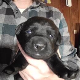 Girl 3 - Yellow female Labrador Retriever puppy in Andrews, South Carolina from Leyland Cypress Retrievers