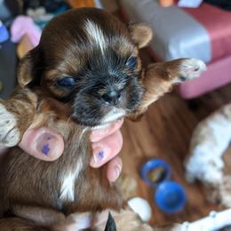 Shih Tzu Puppies from Tough Shih