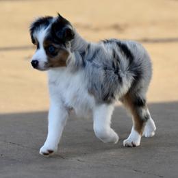 Ellis - Blue merle male Toy Australian Shepherd puppy in Wichita Falls, Texas from Shooting Stars Ranch Toy and Mini Aussies