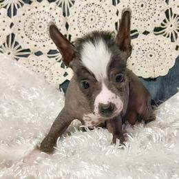 Bao - Slate female Chinese Crested puppy in Henderson, Kentucky from Western Kentucky Chihuahua’s and Chinese Crested’s