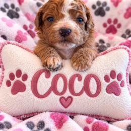 Lulu - Red  female Goldendoodle puppy in Cumberland, Rhode Island from minigoldendoodlesofRI