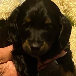 NICKI AKC REGISTERED MALE - Black and tan male Dachshund puppy in Elizabethtown, Kentucky from Teeny Tiny Puppy Tails