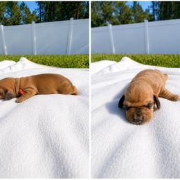 B-2 - Red male Dachshund puppy in Jacksonville, Florida from Rebecca Edwards