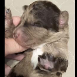 Buzz - Chocolate merle male Bernedoodle puppy in Williston, Florida from Tera Caldwell
