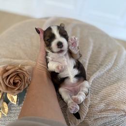 Bernedoodle, Cavapoo, Havanese, and Havapoo Puppies from Lady Paws Puppies - Cassie