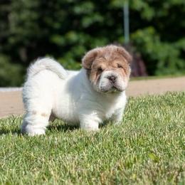 Duloxetine - Blue sable male Chinese Shar-Pei puppy in Clarksville, Tennessee from Wrinkle Bum Shar-Pei
