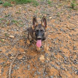 Merida - Sable female German Shepherd puppy in Winston Salem, North Carolina from Samtastic Shepherds