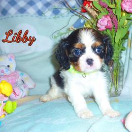 Cavalier King Charles Spaniel puppies from Walnut Grove Cavaliers