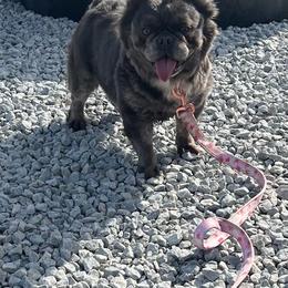 Azora Belle - Blue female French Bulldog puppy in St Clair, Michigan from Drea M Companion Puppies