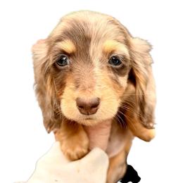 AKC Champion Sired Chocolate Dapple Female - Chocolate and tan female Dachshund puppy in Medina, Ohio from STORIED DOXIES
