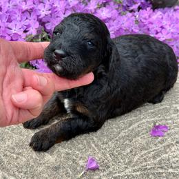 Noah - Phantom male Bernedoodle puppy in Bowling Green, Ohio from FDF Pyredoodles & Bernedoodles