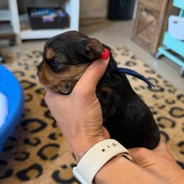 Blue Collar Boy - Blue and gold male Yorkshire Terrier puppy in Dewy Rose, Georgia from Dewy Rose Yorkies
