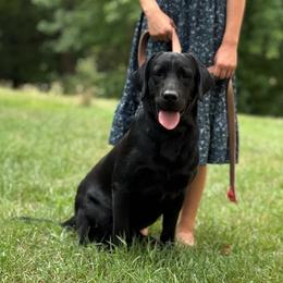 Hubert - Labrador Retriever