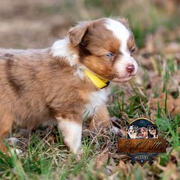 Miniature American Shepherd, Miniature Australian Shepherd, and Toy Australian Shepherd Puppies from Best Little Aussies