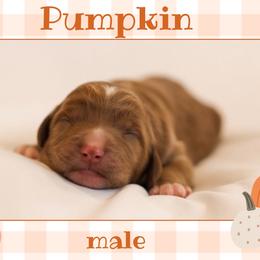 Pumpkin - Red  male Goldendoodle puppy in College Station, Texas from Em & El Doodles