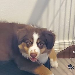 Miniature Australian Shepherd Puppies from Integrity Aussies Tx