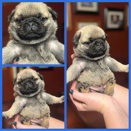 Blue Puppy - Fawn male Pug puppy in S AI Nt Johns, Michigan from Harmony Herd Family Farm AKC Pugs