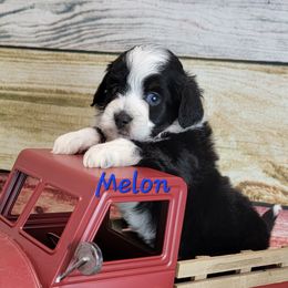 Melon - Black tri-color male Aussiedoodle puppy in Boonville, North Carolina from Branch Creek kennels