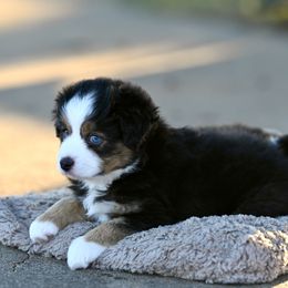 Taylor - Black tri female Toy Australian Shepherd puppy in Wichita Falls, Texas from Shooting Stars Ranch Toy and Mini Aussies
