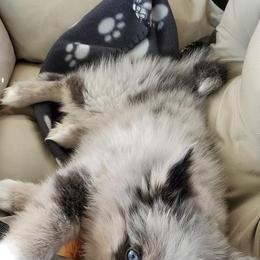 Pomsky and Siberian Husky Puppies from Hemlock Pines Pomsky