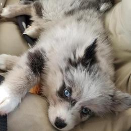 Pomsky and Siberian Husky Puppies from Hemlock Pines Pomsky