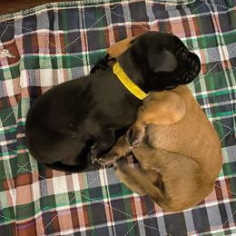 Great Dane Puppies from Amor Mio Great Danes