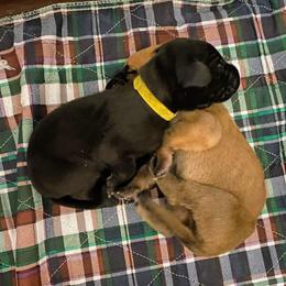Great Dane Puppies from Amor Mio Great Danes
