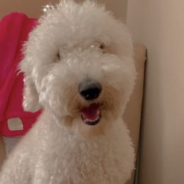Londyn  - Poodle