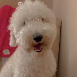 Londyn  - Poodle